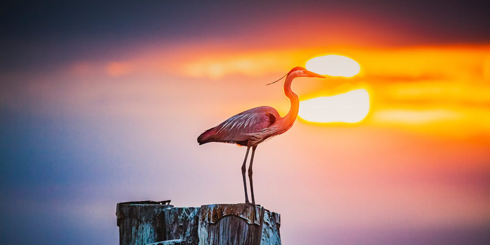 Captain Dan's Bird Watching Boat Charter Tour