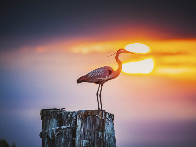 Captain Dan's Bird Watching Boat Charter Tour