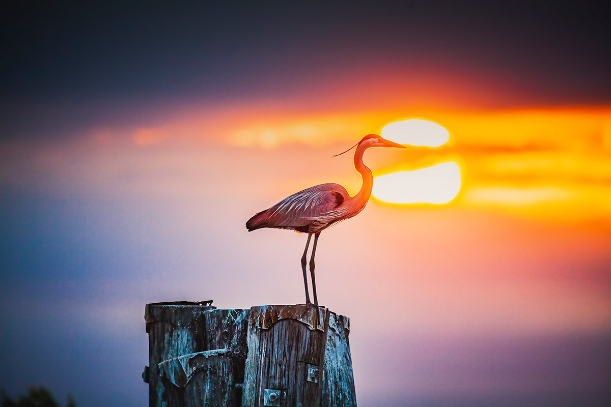 Captain Dan's Bird Watching Boat Charter Tour