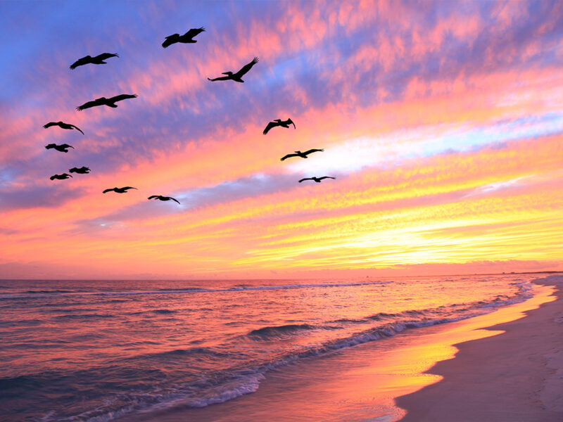Captain Dan's Gulf of Mexico Boat Charter Tour