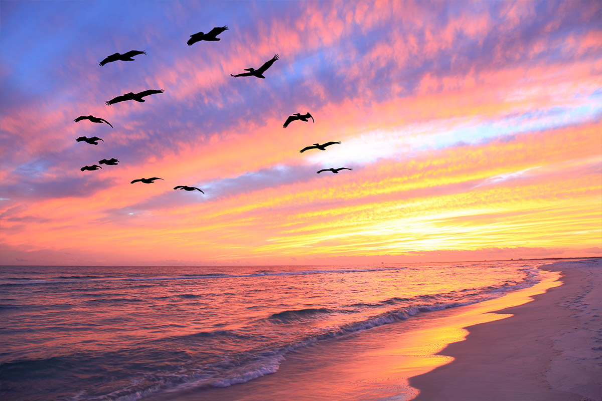 Captain Dan's Gulf of Mexico Boat Charter Tour