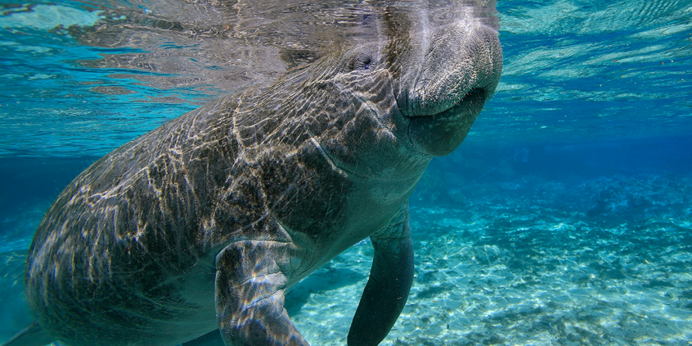 Captain Dan's Wildlife Spotting Boat Charter Tour